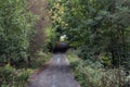 A straight forest path between bushes Royalty Free Stock Photo