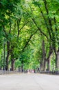 Straight green alley with trees in a city park. Chestnut trees, lanterns and people in the distance. Selective focus Royalty Free Stock Photo