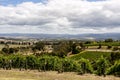 Straight green rows of grape vines. Wine valley in Barossa, South Australia Royalty Free Stock Photo