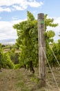 Straight green rows of grape vines. Wine valley in Barossa, South Australia. Close up image of grapevine Royalty Free Stock Photo