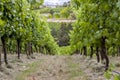 Straight green rows of grape vines. Wine valley in Barossa, South Australia. Close up image of grapevine Royalty Free Stock Photo