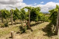 Straight green rows of grape vines. Wine valley in Barossa, South Australia. Close up image of grapevine Royalty Free Stock Photo