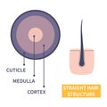 Straight hair strand anatomical structure educational poster
