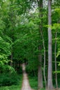 Straight hiking road Sonian woods forest, Brussels, Belgium Royalty Free Stock Photo