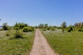 Straight hiking trail disappearing into the background, green grass with small white flowers