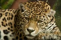 Straight jaguar look