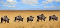 A straight line of Blue Wildebeest