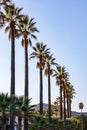 straight line of palm trees along road in california Royalty Free Stock Photo