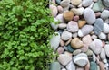 Straight Line Separates Microgreens Grass And Sea Pebbles Royalty Free Stock Photo