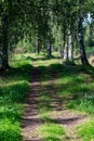 Straight narrow forest road trail Kumla Sweden