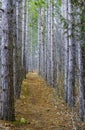 Straight narrow path through the woods lined by tall thin pine t