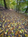 Straight path through autumnal forest with colorful fallen leaves