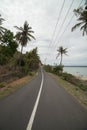 a straight path with coconut trees Royalty Free Stock Photo