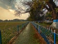 straight path through the field in a cloudy day Royalty Free Stock Photo