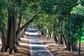 Straight path leading ahead between rows of Moreton Bay fig trees
