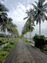 Straight path between neat rows of coconut trees Royalty Free Stock Photo