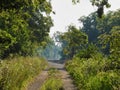 Straight Path out of the Forest to Curve of Railroad Tracks Royalty Free Stock Photo