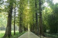 Straight path road in park Royalty Free Stock Photo