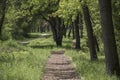 Straight pathway in the woods with trees in the background.