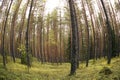 Straight pine trunks of ship pine forest, `fisheye` effect