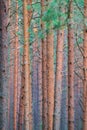 Straight pine trunks Royalty Free Stock Photo