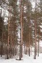 Straight pines in the forest during a snowy winter or spring Royalty Free Stock Photo