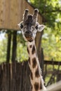 A straight portrait of a giraffe in a zoo chewing on some food Royalty Free Stock Photo