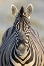 Portrait of a zebra Royalty Free Stock Photo