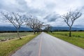 Straight road lined with trees Royalty Free Stock Photo