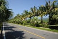 Straight road with palm trees Royalty Free Stock Photo