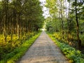 Straight road path in the forest going forward surrounded by trees Royalty Free Stock Photo