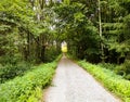 Straight road path in the forest going forward surrounded by trees Royalty Free Stock Photo