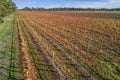 Straight rows of golden grape vines in autumn. Royalty Free Stock Photo