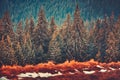 Straight rows of pine trees. Carpathians. Ukraine.