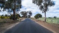 Straight rural country road lined with eucalyptus trees alongside canola fields Royalty Free Stock Photo