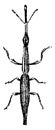 Straight Snouted Weevil, vintage illustration