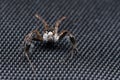 Straight stare of portia fimbriata jumping spider , family salticidae Royalty Free Stock Photo