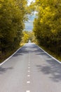 Straight tarmac empty road through golden autumn forest in Central Spain, vertical view