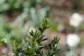 Straight thin green shrubs with long shiny leaves.