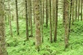 Straight threes in a green forest Royalty Free Stock Photo