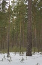 Straight tree trunk on a background of green coniferous forest in white snow in winter