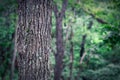 Straight tree trunk in the forest