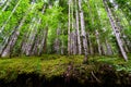 Straight trees in forest with empty soil from erosion. Ordesa Pyrenees. Aragon Royalty Free Stock Photo