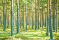 Straight trees in forest Royalty Free Stock Photo