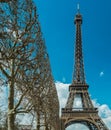 Straight trimmed trees near Eiffel tower in Paris France Royalty Free Stock Photo