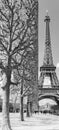 Straight trimmed trees near Eiffel tower in Paris France in black and white Royalty Free Stock Photo