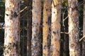 Straight trunks of pines in the forest. Crawl in the tree. Royalty Free Stock Photo