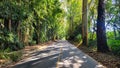 straight two-way road in the middle of the forest Royalty Free Stock Photo