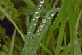 Straight up standing grass halm with shiney waterdrops Royalty Free Stock Photo