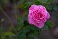 Straight view of a beautiful pink flower